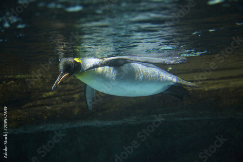  King penguin (Aptenodytes patagonicus).