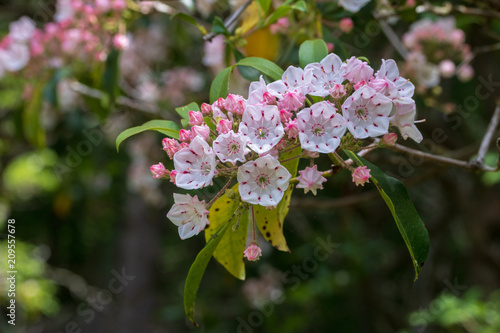 Mountain laurel flowers in bloom