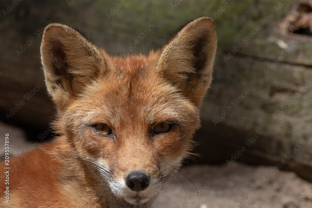 Rotfuchs Rotfuchs