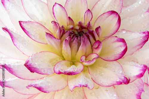 Fototapeta Naklejka Na Ścianę i Meble -  Dalia ogrodowa