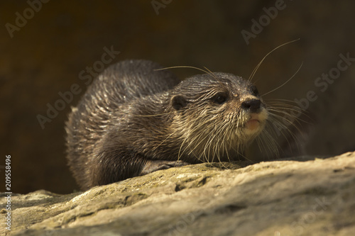 Asian small-clawed otter (Aonyx cinerea syn. Amblonyx cinereus).