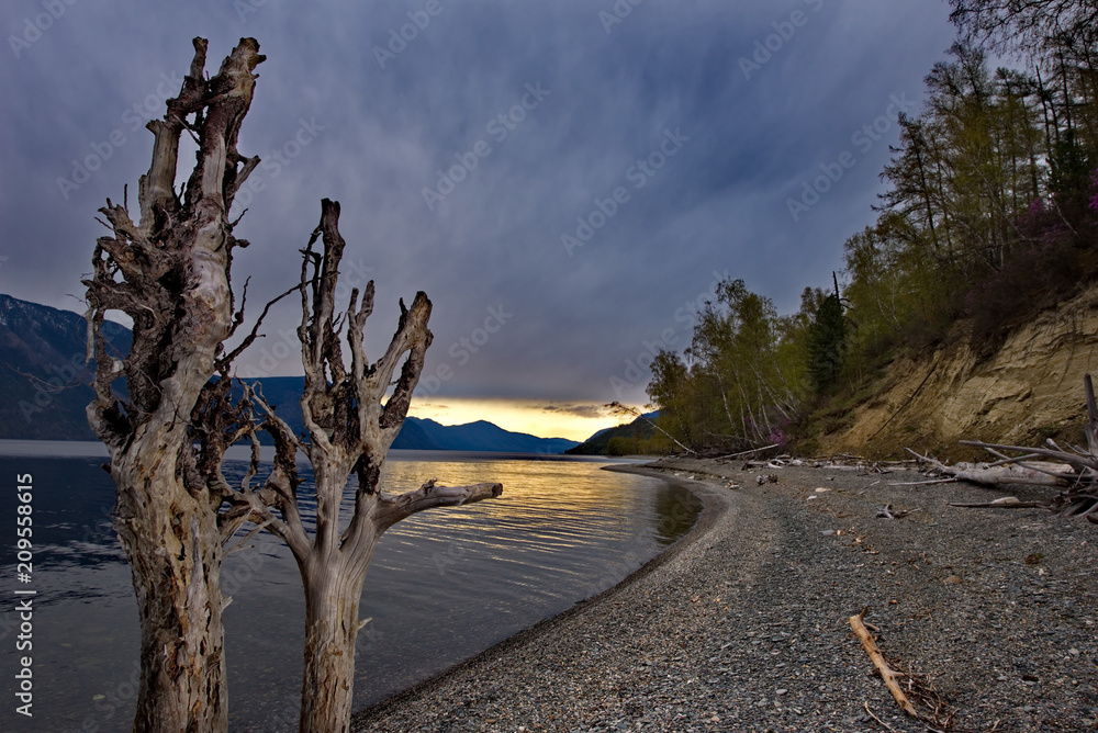 Russia. The South Of Western Siberia. Mountain Altai. Late spring on the shore of lake Teletskoye. Russia. The South Of Western Siberia. Mountain Altai. Late spring on the shore of lake Teletskoye.