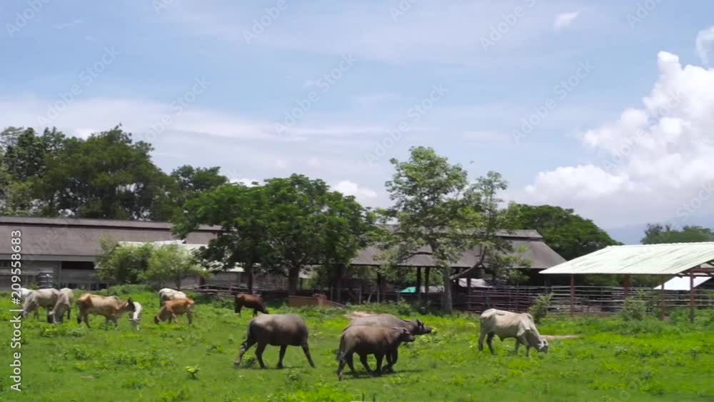 Cows grazing on alpine meadow at the foot of Slaughterhouse Picturesque day, gorgeous scene. THAILAND Cows grazing on alpine meadow at the foot of Slaughterhouse Picturesque day, gorgeous scene. THAILAND
