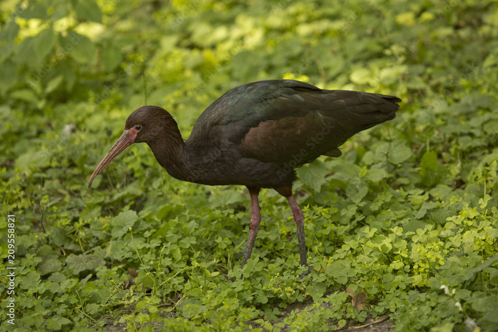 Fototapeta premium The glossy ibis (Plegadis falcinellus).