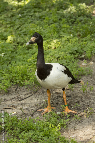Magpie goose (Anseranas semipalmata).