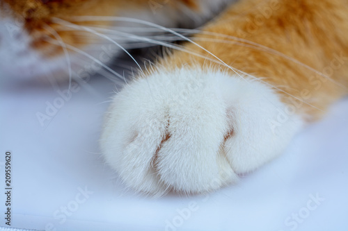 paws of a home ginger cat photographed close-up photo