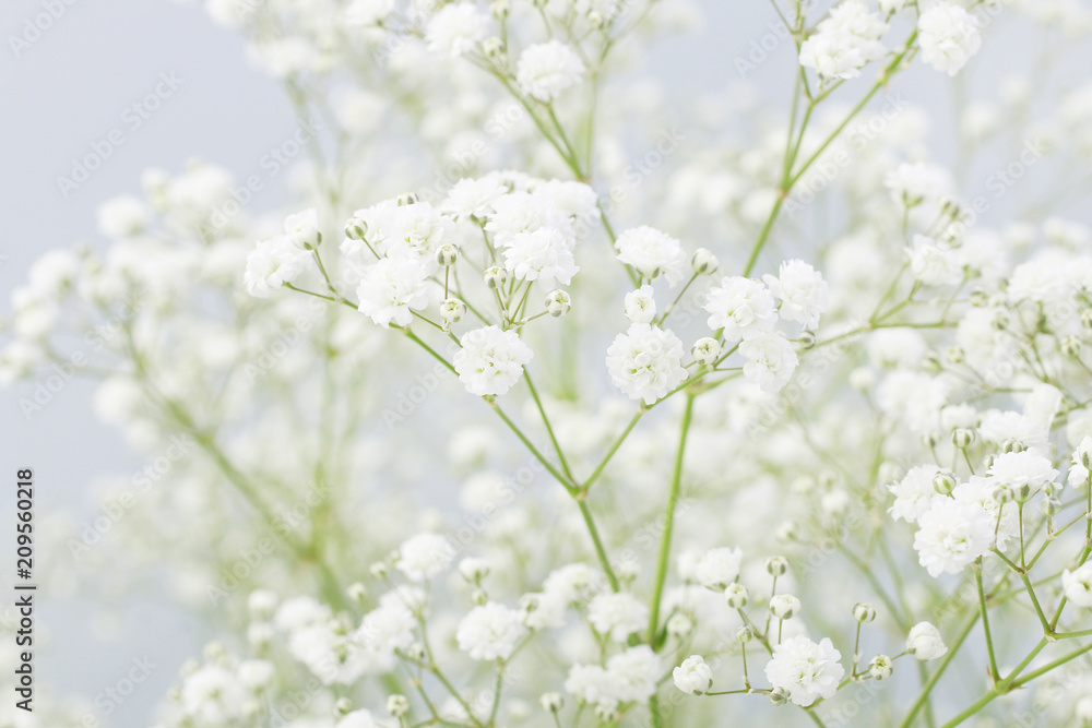 Background with tiny white flowers (gypsophila paniculata) Background with tiny white flowers (gypsophila paniculata)
