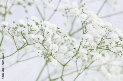 Background with tiny white flowers (gypsophila paniculata)