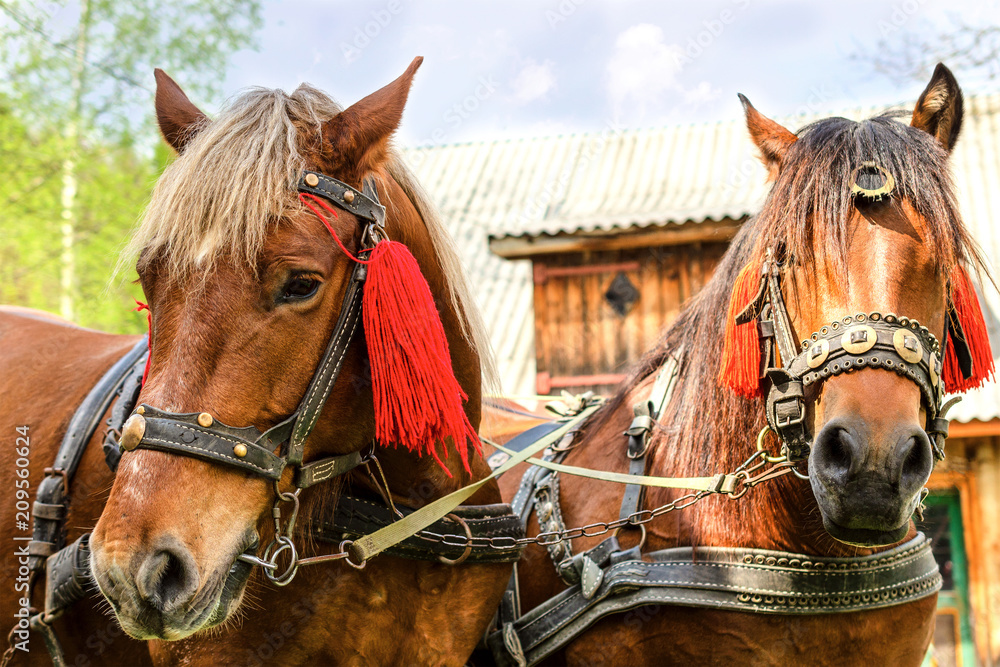 Obraz premium Portrait of pair of brown horses heads, in a harness stand on the yard of farm. Horse concept.