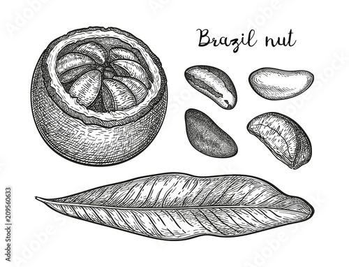 Ink sketch of Brazil nut.