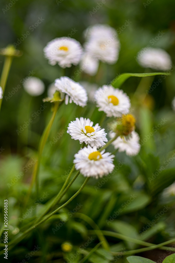 Daisies close-up at shallow depth of field. Daisies close-up at shallow depth of field.