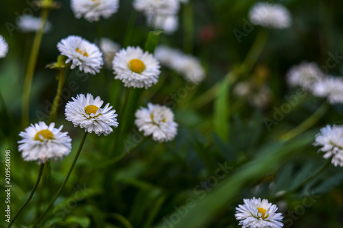 Daisies close-up at shallow depth of field.