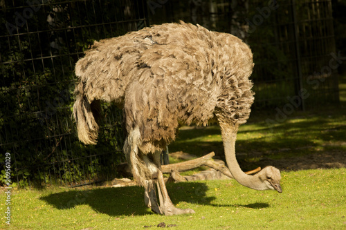 South African ostrich, black-necked ostrich, Cape ostrich, southern ostrich (Struthio camelus australis).