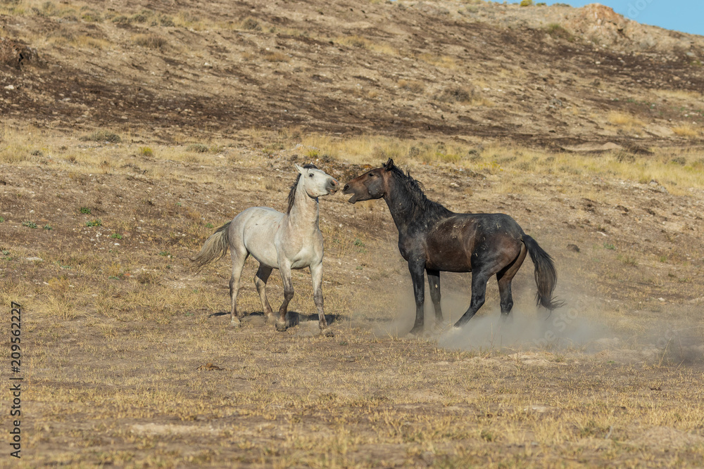 Obraz premium Wild Horse Stallions Fighting