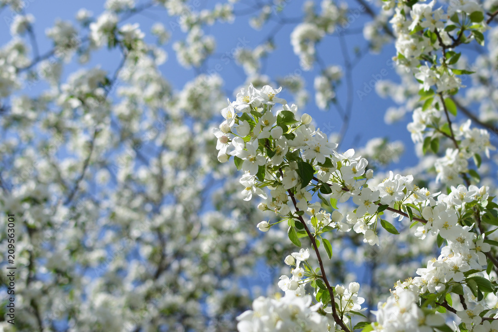 Branches of a flowering apple tree. Triangle Branches of a flowering apple tree. Triangle