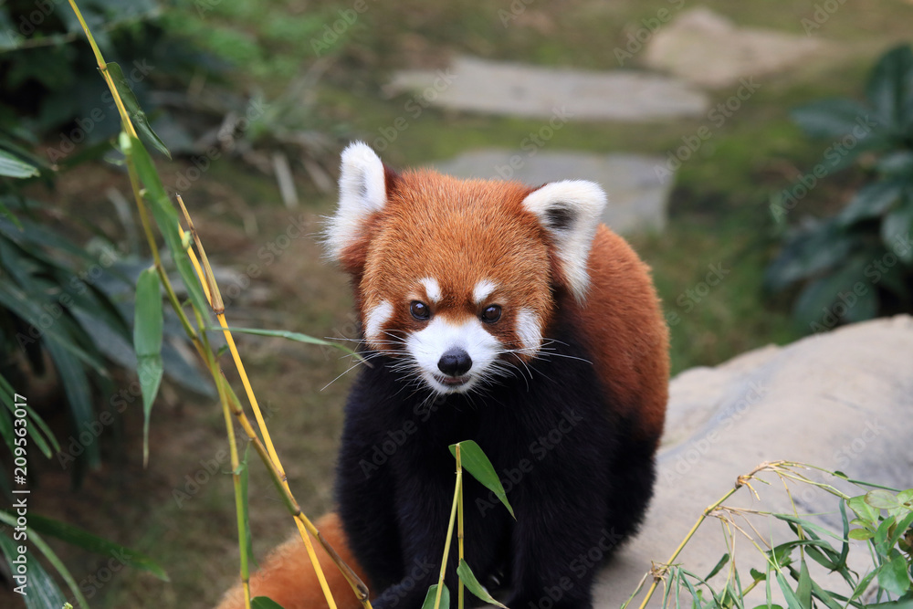 red panda walking in a zoo, Hong Kong