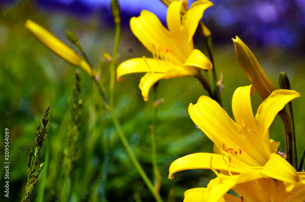 beautiful Lily, yellow spring flower in the corner of the photo, green natural background, summer mood, relax, camping beautiful Lily, yellow spring flower in the corner of the photo, green natural background, summer mood, relax, camping