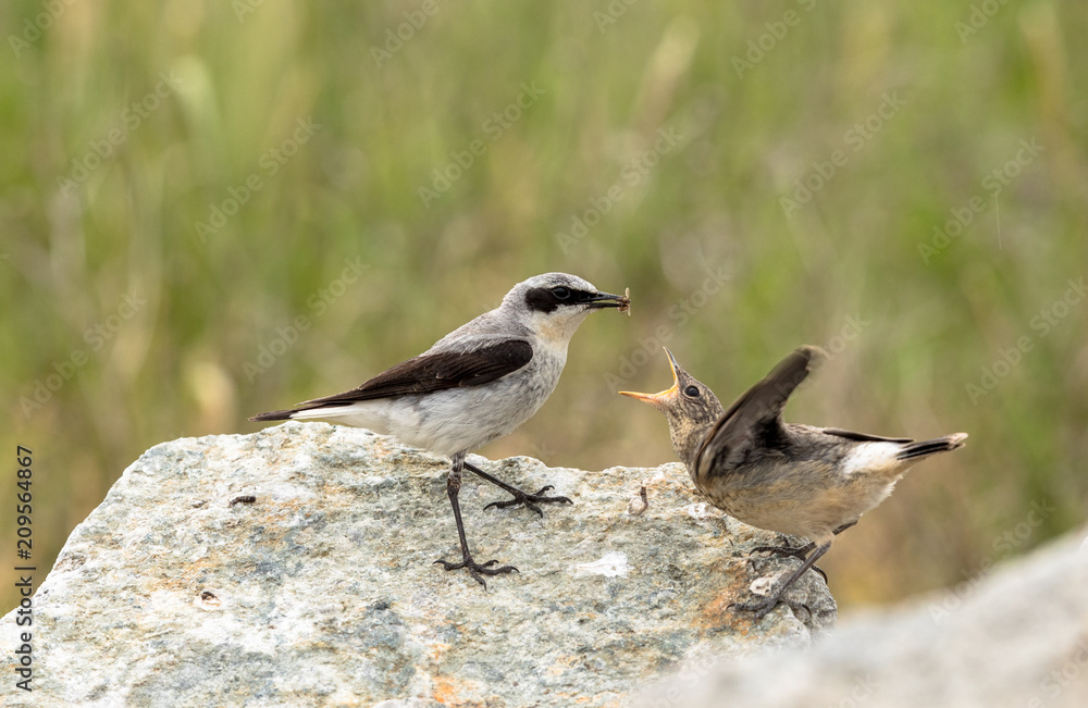 Naklejka premium Northern wheatear, Oenanthe oenanthe, a male bird in breeding plumage, about to feed its young fledgling with an insect.