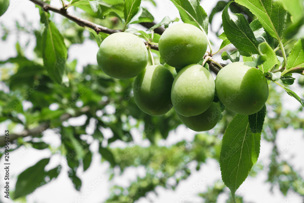 Unripe Yellow Plums Mature on the Tree in Countryside Unripe Yellow Plums Mature on the Tree in Countryside