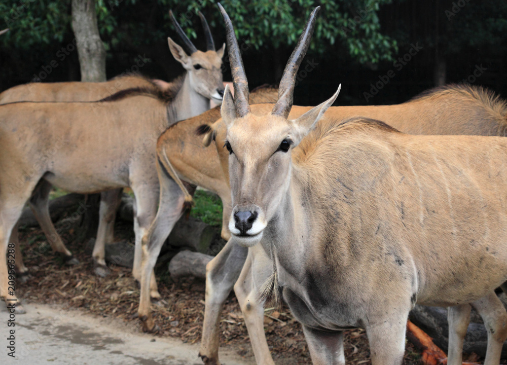 goats in Guangzhou, China