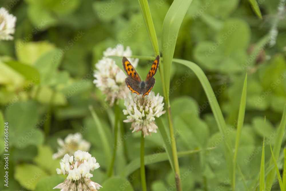Fototapeta premium 蝶 Butterfly