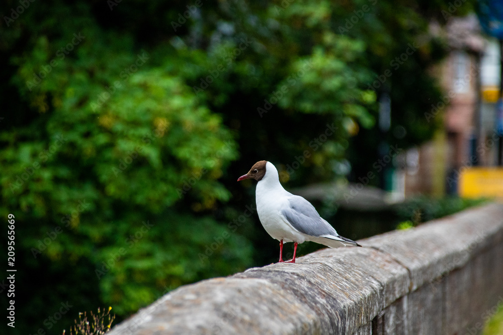 Seagull on Bridge Seagull on Bridge
