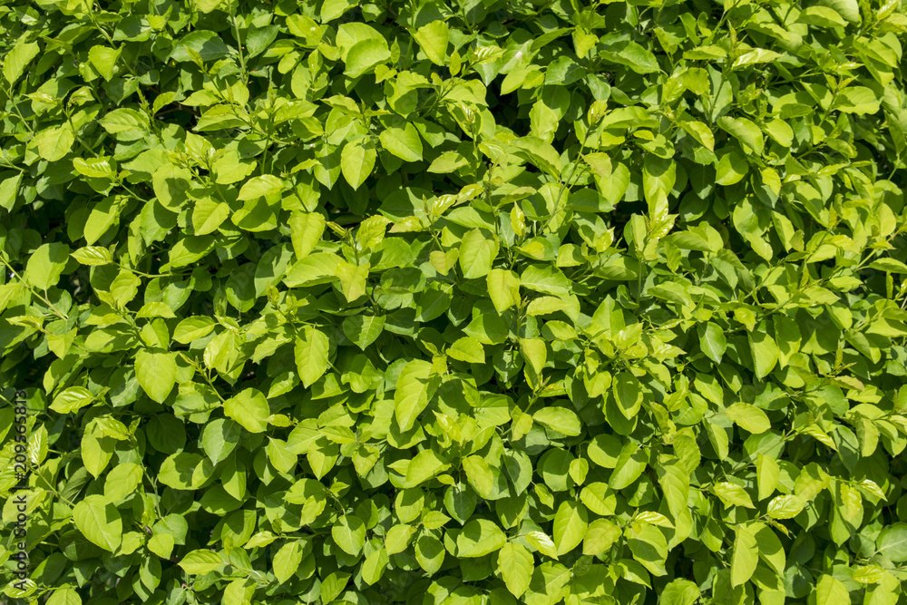 wall background of green tree leaves