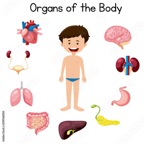 Organs of the boy