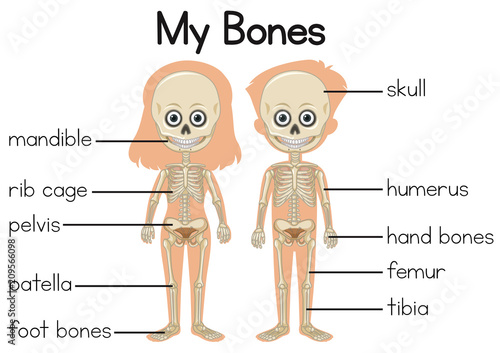 My bones diagram with two children