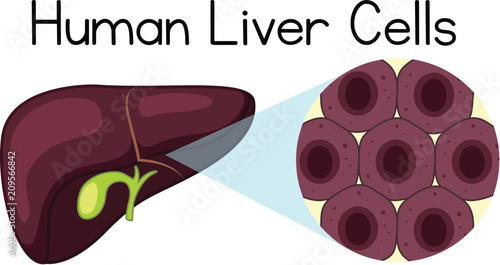 Magnified cells of the human liver