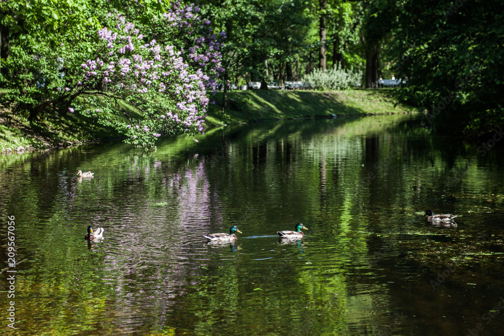 pond pond
