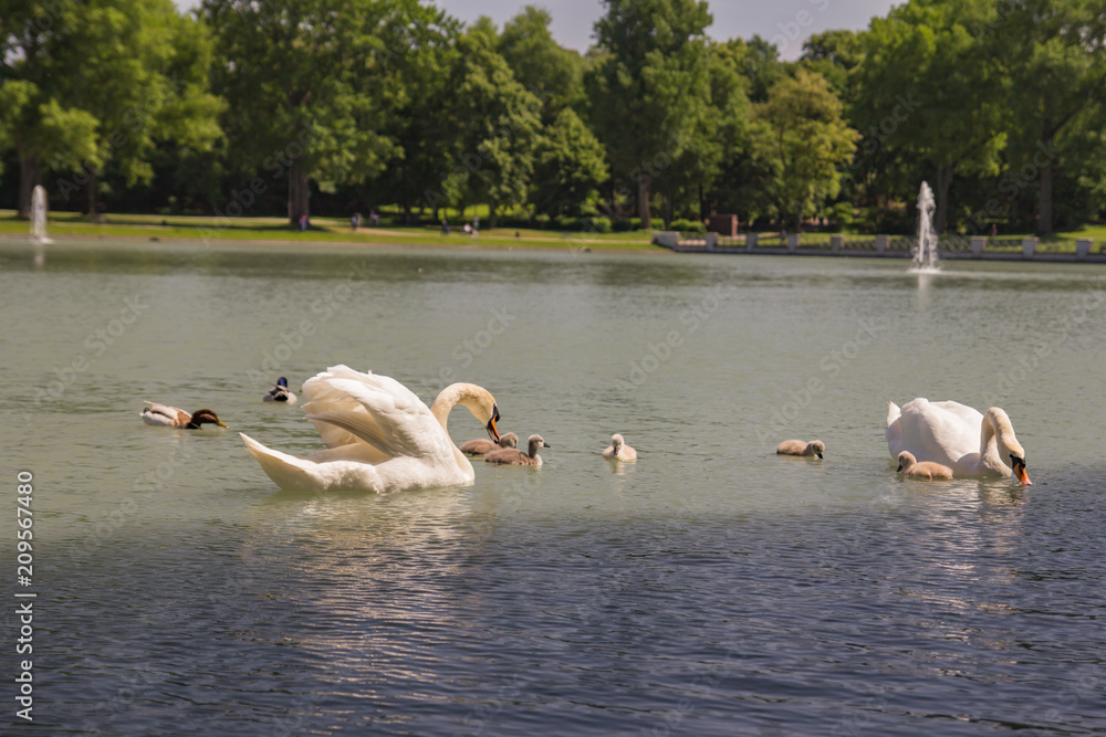 Naklejka premium Swans protect their cygnet (chicks) in the pond. Hiroshima Nagasaki Park, Cologne, Germany
