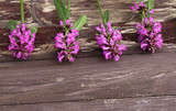 Betonica officinalis,common names betony, purple betony, common hedgenettle - flowering plant isolated on wood background. Medicinal plants.Empty space for your text.