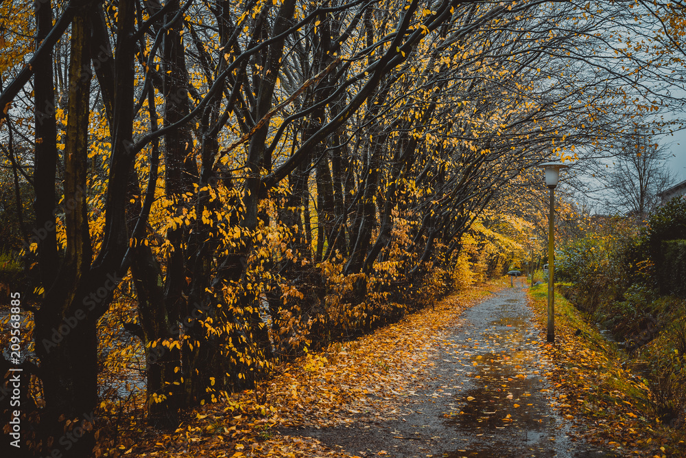 Obraz premium Beautiful alley in a park with lanterns. Leaf fall, autumn natural background