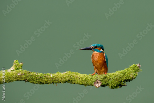 Common Kingfisher (alcedo atthis) perched on moss covered branch photo