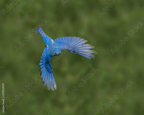 Fotografie Bluebird Bonanza – A male mountain bluebird flies in search for worms, grasshoppers and other tasty treats for the chicks in its nest