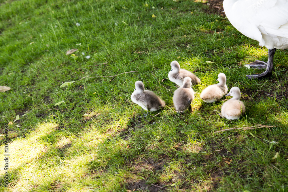 Little sygnets near mother leg in the meadow. Hiroshima Nagasaki park, Cologne, Germany Little sygnets near mother leg in the meadow. Hiroshima Nagasaki park, Cologne, Germany