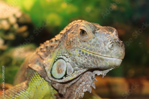 iguana head © Vitaly Sharov