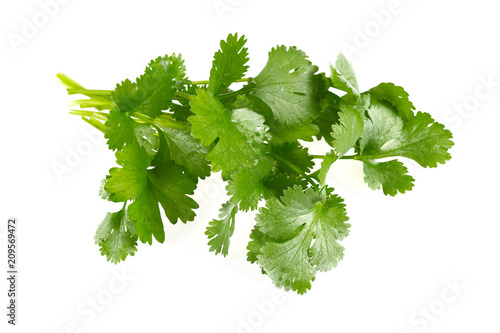 bundle of cilantro isolated on white photo