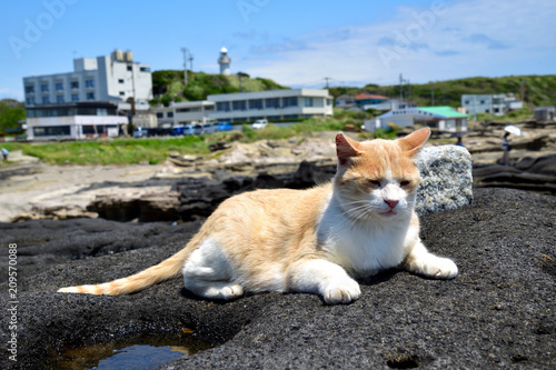 海岸の猫 (Cat at seaside)