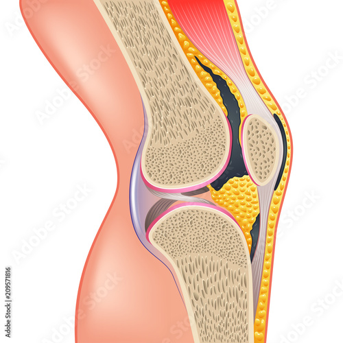 Knee joint anatomy isolated on white vector