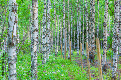 Summer birch forest view from Sotkamo  Finland.
