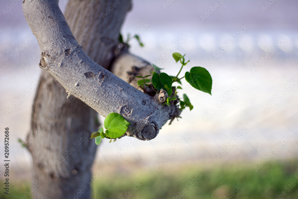 Fototapeta premium Beautiful plants in the garden