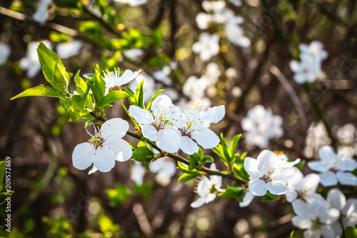 Blooming tree branch covered with beautiful white small flowers in early spring © inese.online