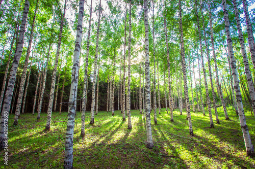 Naklejka Lato brzozowy lasowy widok od Sotkamo, Finlandia.