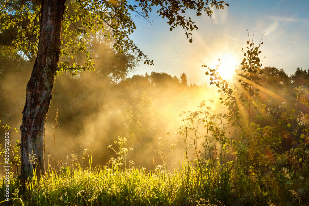 Fototapeta premium landscape with sun and forest and meadow at sunrise