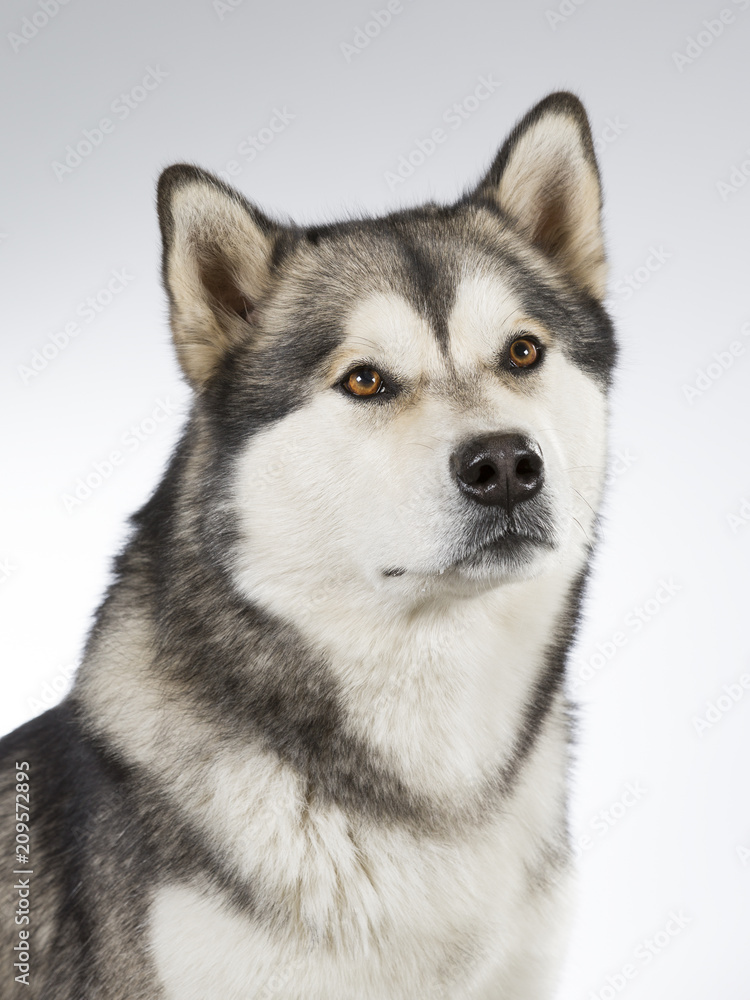 Husky puppy dog portrait. Image taken in a studio.