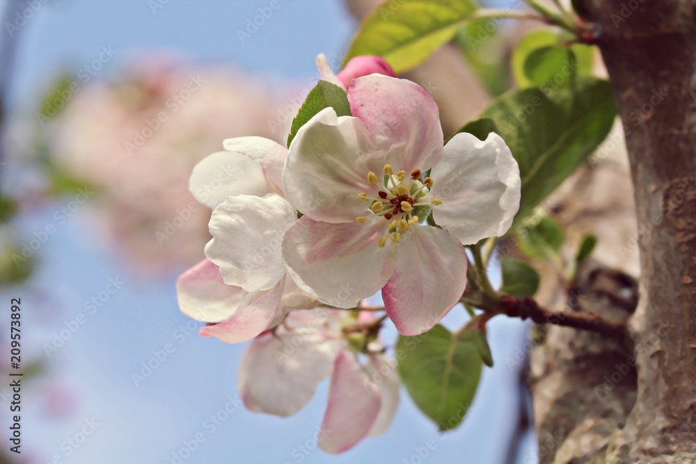 Obraz premium bloom malus