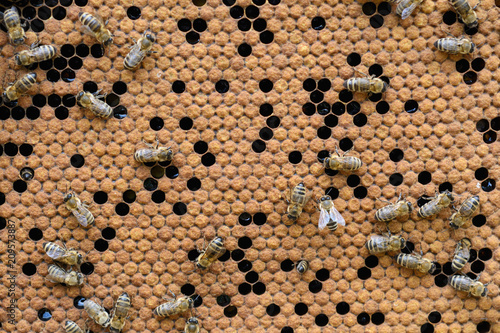 Bees Broods. Hardworking Bees on Honeycomb in Apiary.