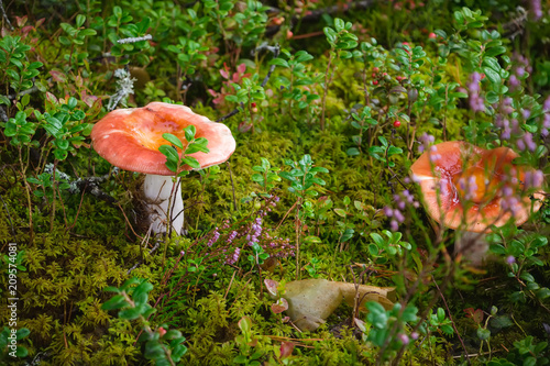 Russula mushroom hidden under dry leaves photo